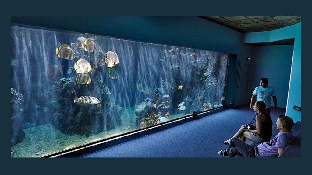 L’aquarium prend l’eau ! Calédosphère