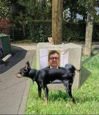 MElenchon chien.jpg